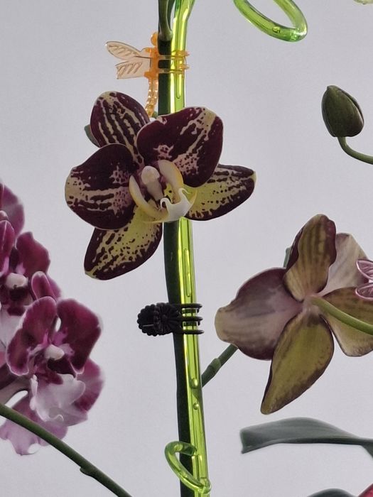 Продётся орхидеи