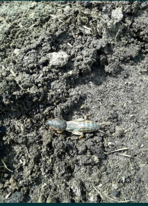 Попови прасета (конощип)