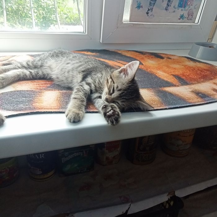 Отдам котят в надёжные добрые руки.