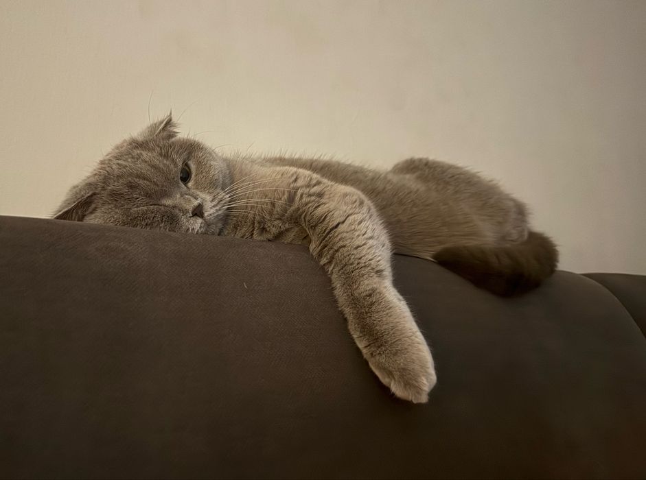 Отдаю в добрые руки кошку