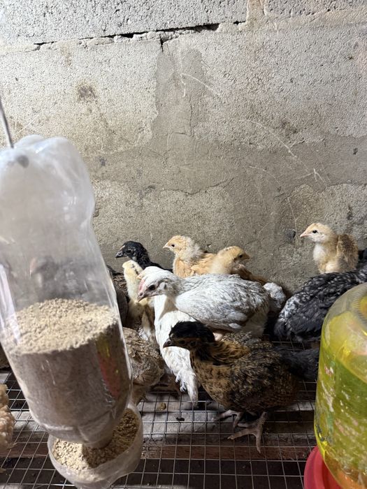 Продам домашних цыплят