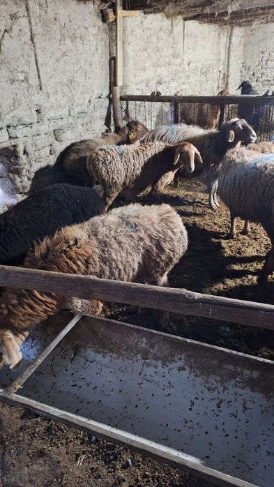 Bugʻoz qòylar sotiladi qirgʻizni qòylari