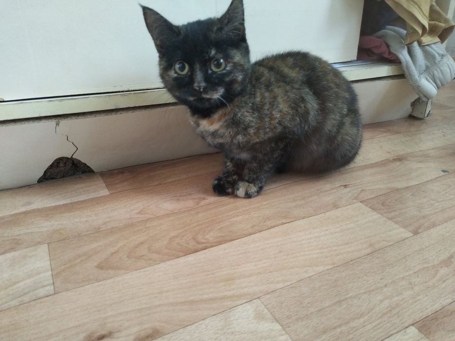 Котёнок в добрые руки!