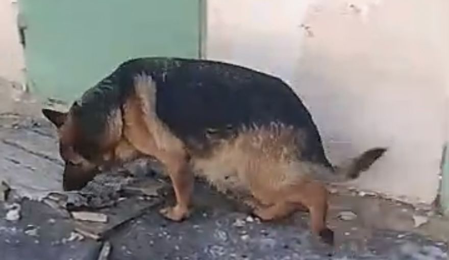 Неміс овчаркасының ұрғашы Күшіктері