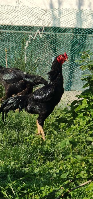 Продается чистокровный петух породы Шамо с курами
