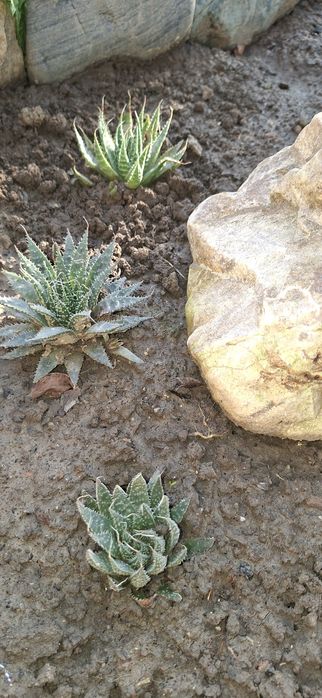 Цветы для вашего сада