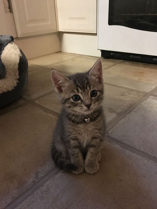 Отдаю котят в добрые руки