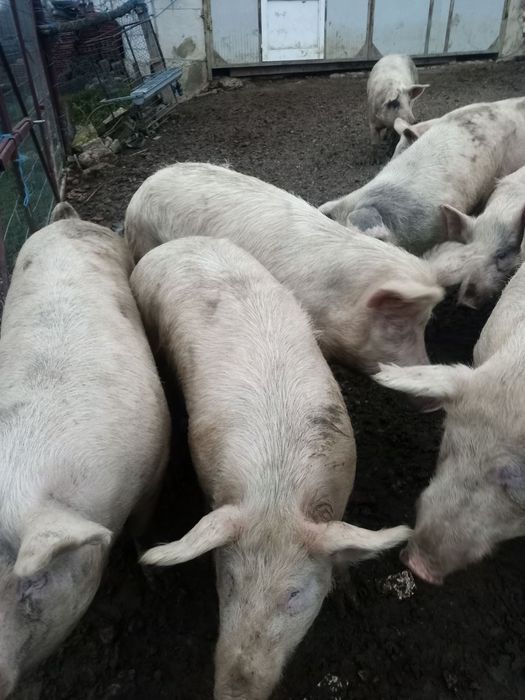 Свободни 5 бр прасета