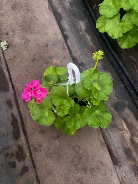 Muscate engro la pret de producator