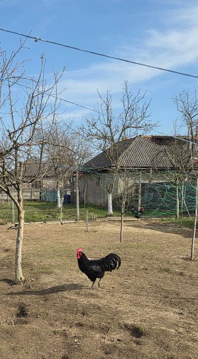 Vând cocoși :Sussex, Plymouth Rock Barat, Australop, New Hampshie.