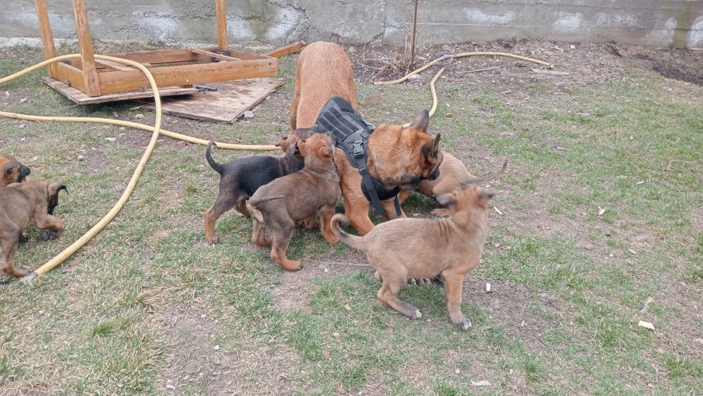 Щенки 1,5 месяц кабельи