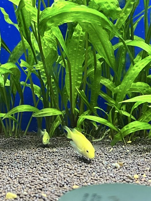 Анцыструс супер ред