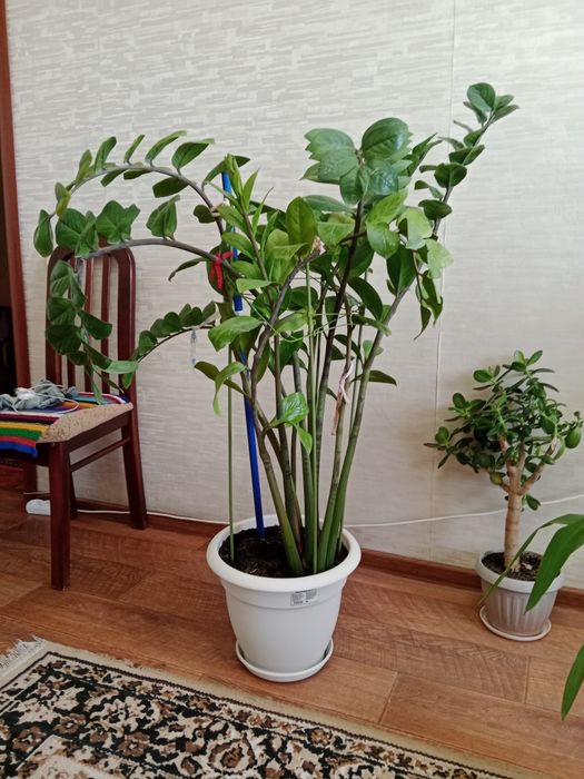 домашние цветы продам