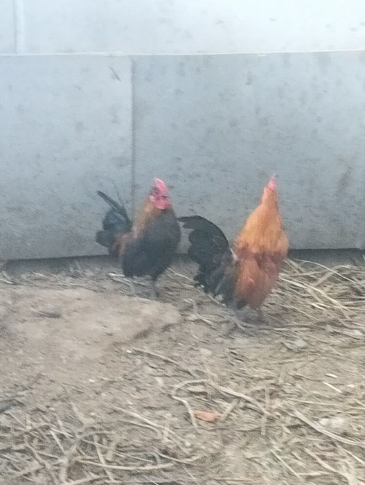 Карликовые петухи