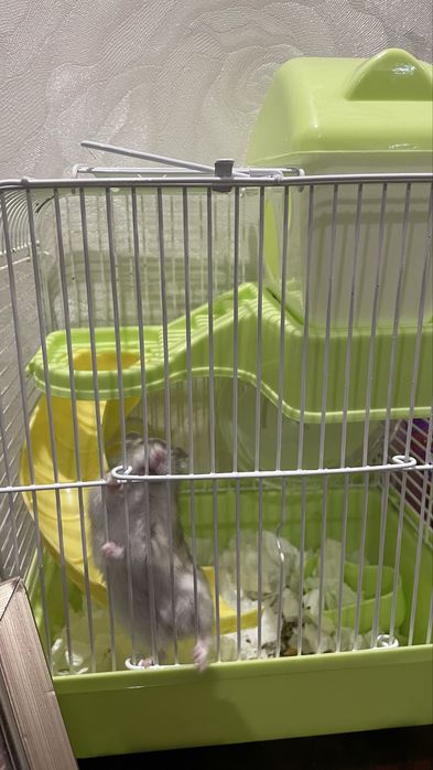 Продается хомячок