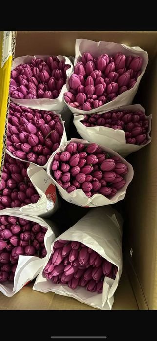 ТЮЛЬПАНЫ Оптом и в розницу