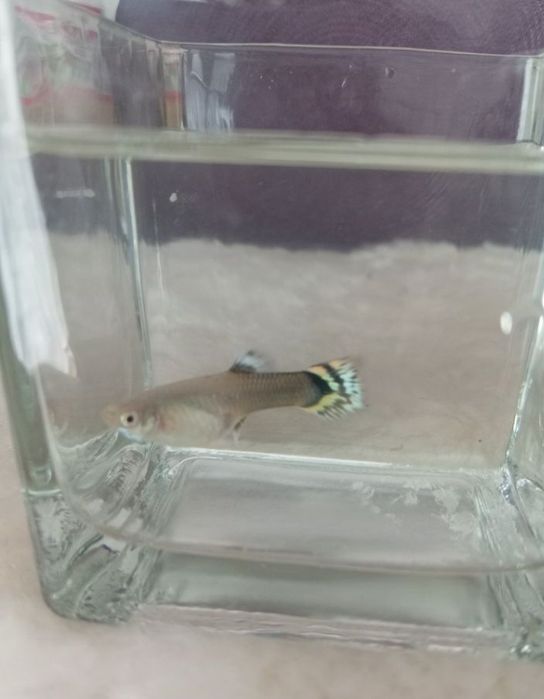 Vând pesti guppy ,poecilia reticulata