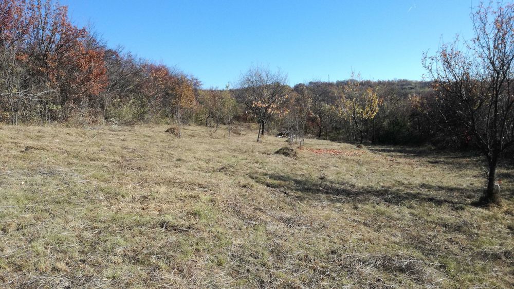 ДОБРИЯТ КОСАЧ-Косене,почистване на храсти и къпини.Кастрене на дървета