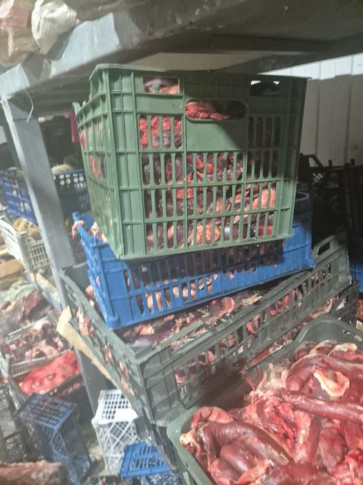 Итке отход свежый күнде