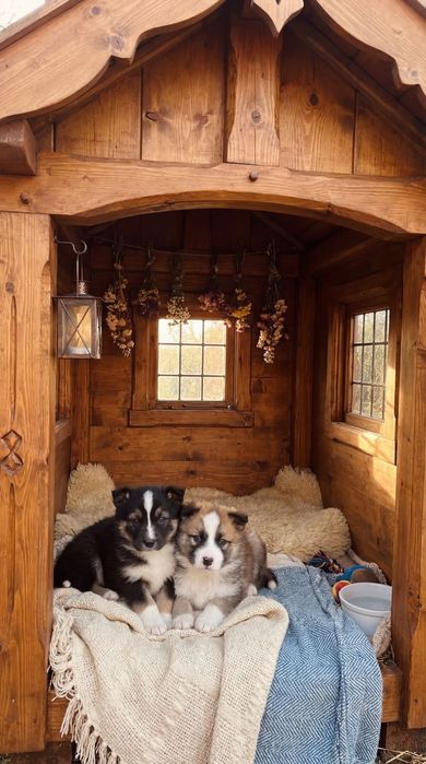 Щенки от мамы хаски