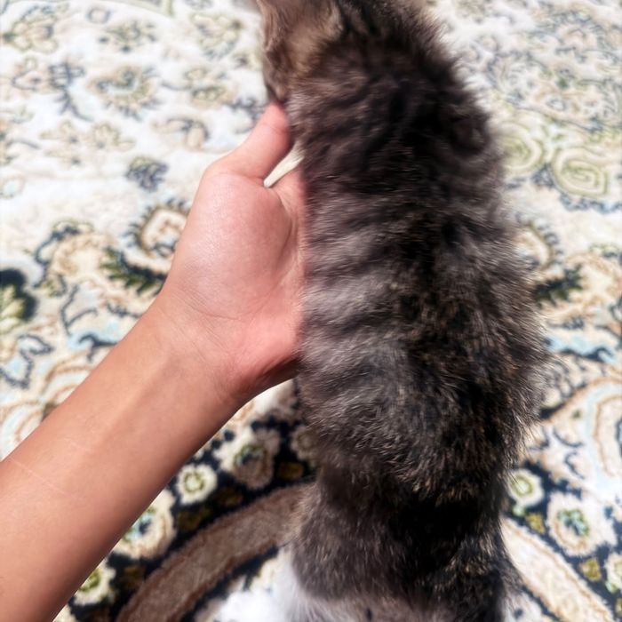 Котенок в хорошие руки