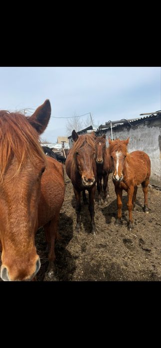 Продам табун лошодей