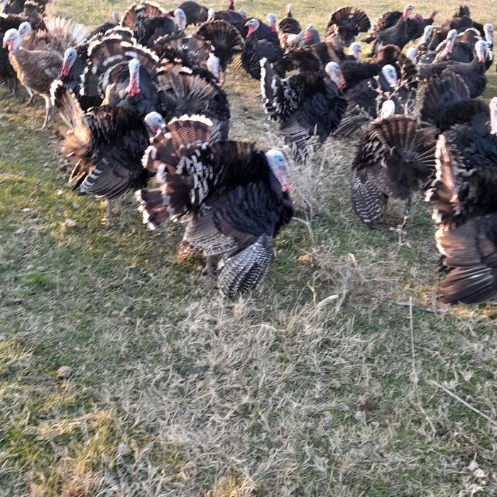 Индюки. Домашние