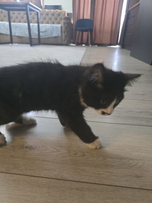 Kotyonok v horoshiyi ruki