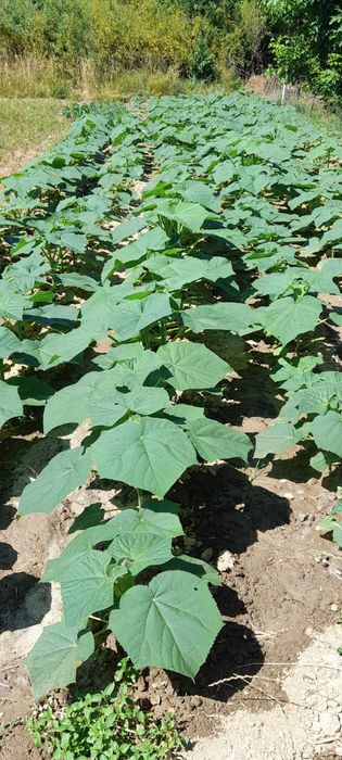 Продавам фиданки Пауловния