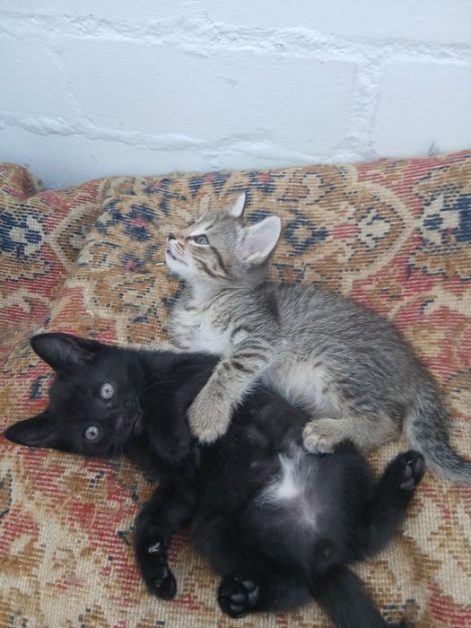 Котятки в любящие руки