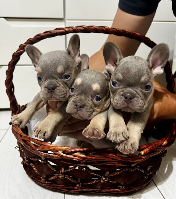 Френски булдог; Frenchies