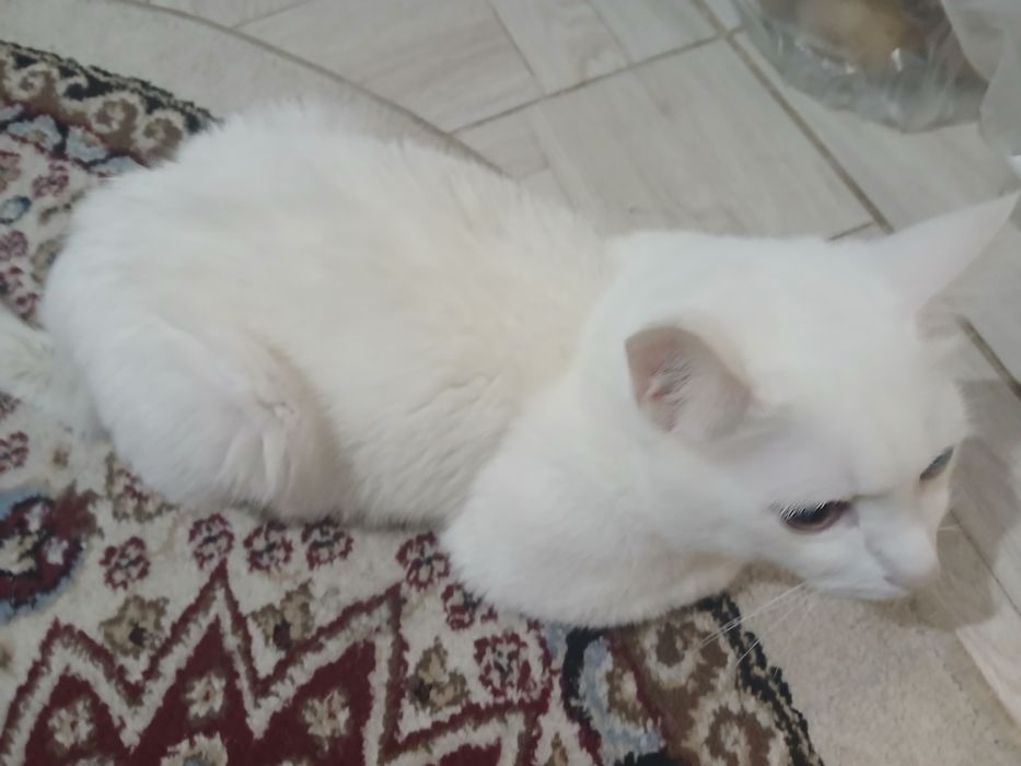 Кот турецкая ангора