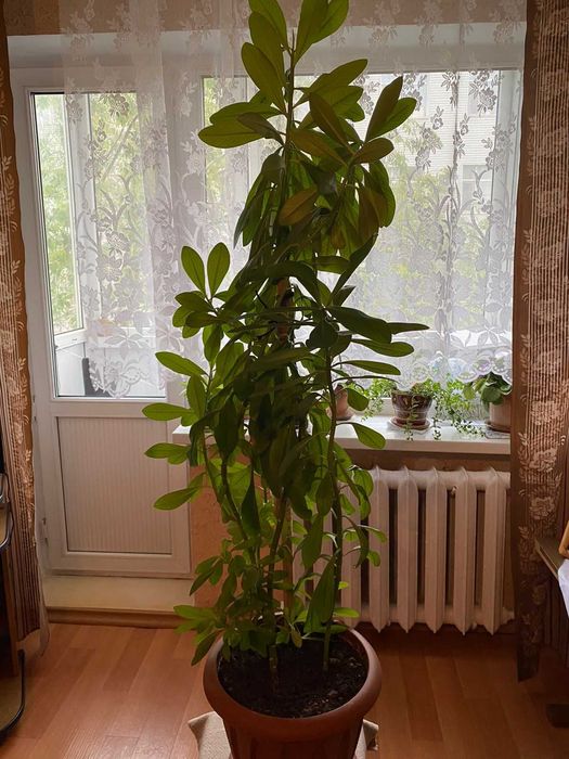 Красивые комнатные цветы