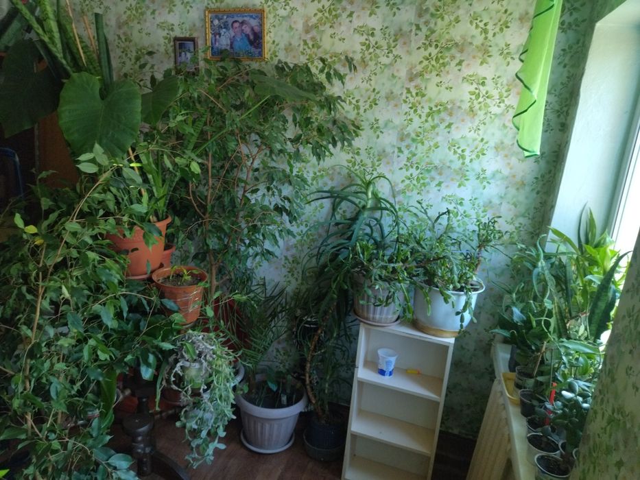 Комнатные растения