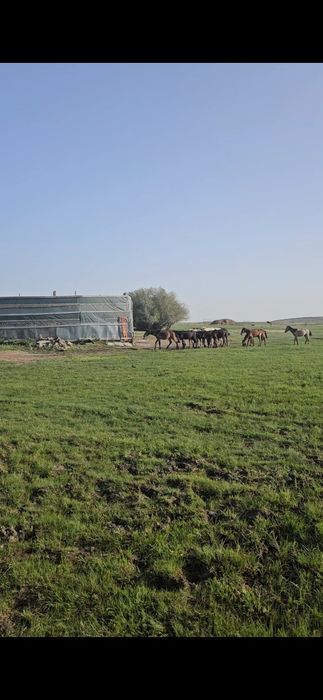 Тай тайлар сатылады