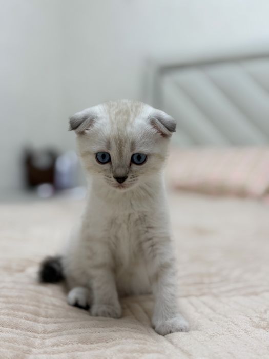 Котята Котята Котята