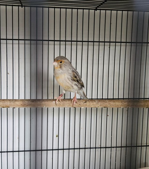 Продам канареку, самочка