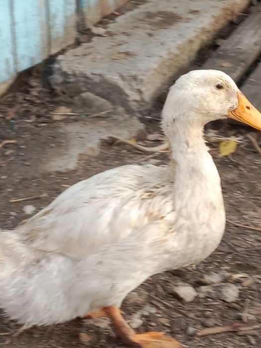 Продам домашних уток