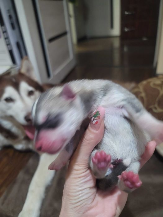 Мальчик чистокровный сегодня 2 месяца родился 14февраля