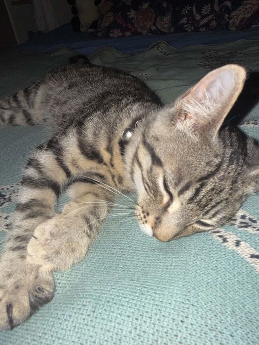 Puiuți de pisica isi cauta o familie permanenta si serioasa