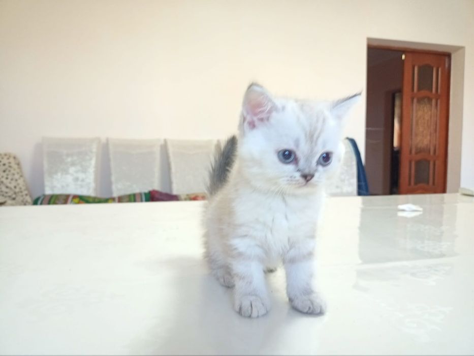 Британские  котята