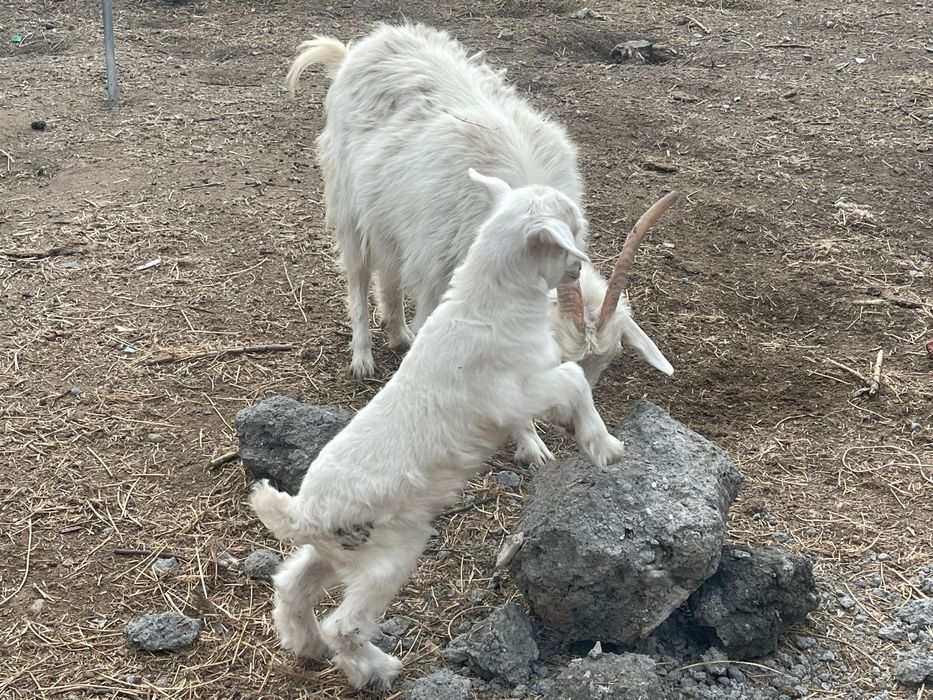 Срочно продам козу с козленком!