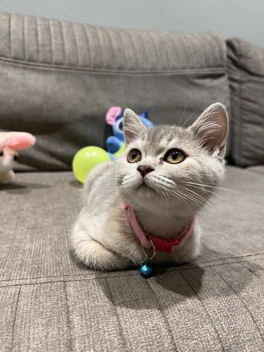 Шотландская кошка