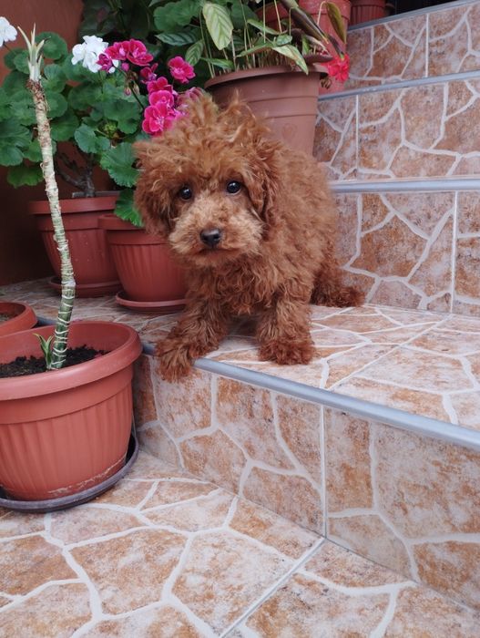 Той Пудел Toy Poodle.