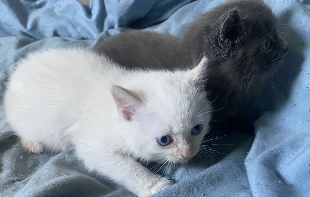 Отдам котят 2 мальчика в добрые руки