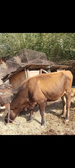 Молодая корова стельная