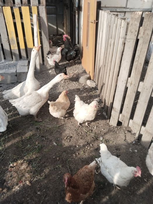 Продам кур домашние