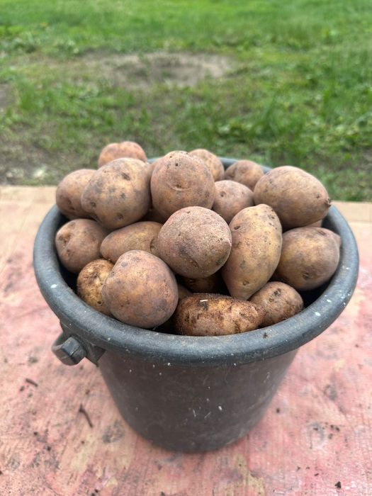 Продам семеной картофель