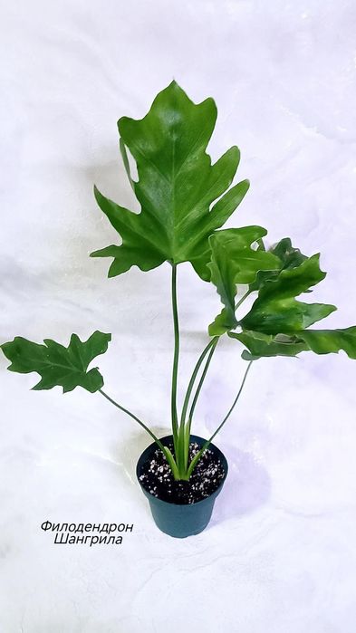 Филодендрон Биркин, Шангрила
