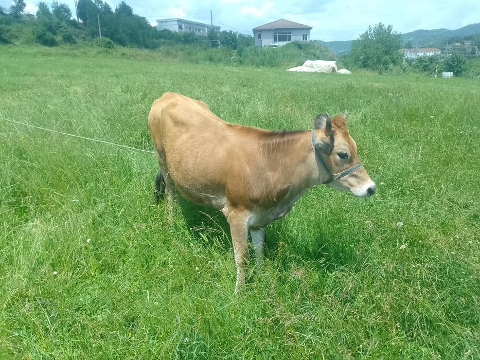 Продавам юница Джерсей на 1 година и 3 месеца